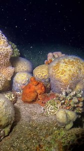 13K views · 272 reactions | Beautiful starry night octopus on the...