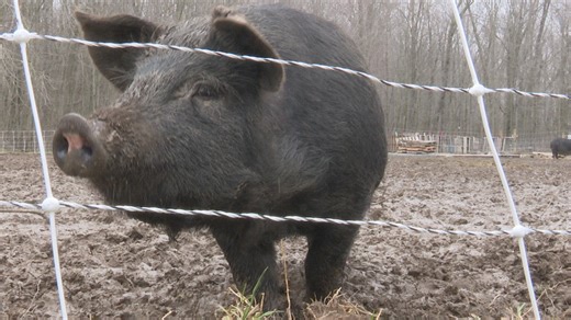 Michigan farmer uses 'pig power' instead of diesel as fuel prices squeeze agriculture