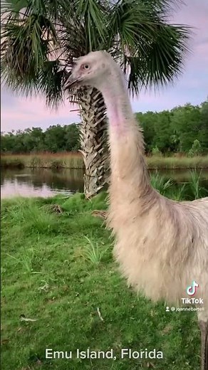 Male and Female Emu Sounds