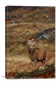 Wild Red Deer Stag. Picture Canvas Wall Art in Colour by John Cameron ID #278489