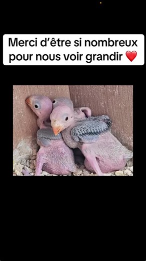 Évolution d'un bébé perruche à collier trop mignon