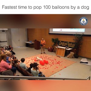 1.4M views | Fastest time to pop 100 balloons by a dog Credit:...