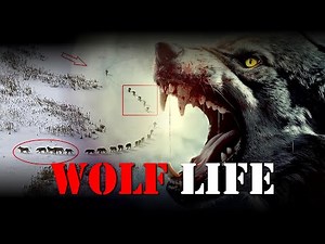 THE UNTOLD TRUTH ABOUT WOLVES | | Yellowstone Wolf Dynasty #wolf #wolfpack #wolflife