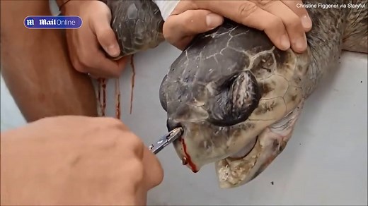 Heart-wrenching moment turtle has a plastic straw pulled from nose