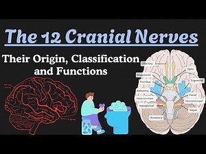 Cranial Nerves Made EASY | Neuroanatomy