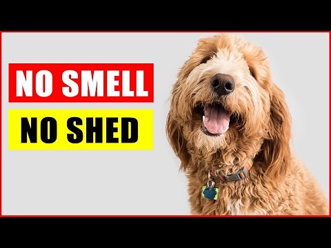Top 14 Dog Breeds That Don't Shed or Smell