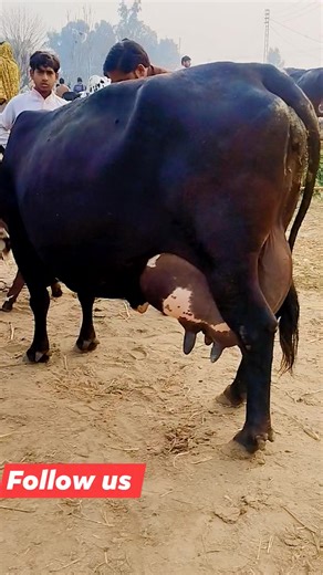 Heighest Milking 🐄 Cow on Gondal Mandi! | Chachh ke Rang
