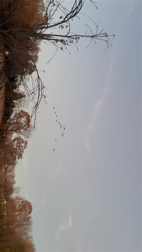 Geese flying over the farm. | Gnome Hollow Farms