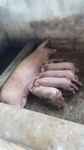 First-Time Mother Large White Pig with Her Piglets