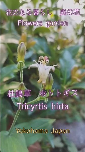 花のある暮らし ホトトギス 杜鵑草 庭の花 flowers garden #庭の花 #花のある暮らし #flowers garden #庭のある暮らし #花のある風景 #nature #ガーデニング