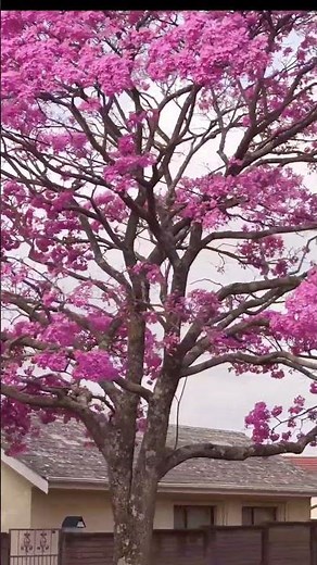 Tabebuia rosea pink flowering tree at roadside #nature #relaxing #tabebuia #floweringplant