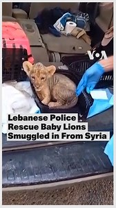 4.9K views · 43 reactions | ▶️ Lebanese police confiscated two baby...
