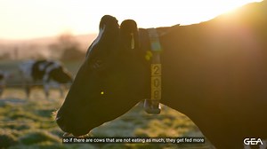 Detecting problems with cow health early on is key to maintaining a healthy herd. Andrew uses CowScout collars for health management to stay on top of his herds' health. With the ability to track activity such as rumination, eating, and time spent sitting down, Andrew can quickly see in DairyPlan which of his cows have been flagged with urgent attention, and give that cow the attention it needs. This pays a particularly important role for him and his staff during the calving season. Learn more a