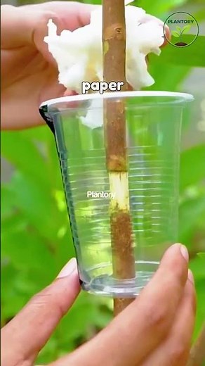 Air Layering Plants: See Roots Grow Before Cutting! 🌳 #AirLayering #PlantPropagation #GardeningHacks