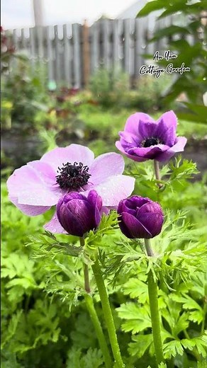Cottage Garden purple anemone flowers #cottagegardenstyle