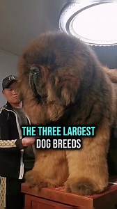 The 3 Largest Dog Breeds, Don't worry your husband is not on this list #fy #fyp #fypシ゚ #fypシ゚viral #foryoupage #animal #dog #saintbernard #saintbernardpuppy #tibetanmastiff #tibetanmastiffpuppy #greatdane #greatdanepuppy #greatdanelove #breed #protective#petcare #doglove #explorepage #discovery #usa | Cinema Society