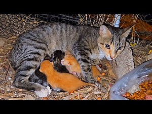Story of the rescued stray mother cat and her newborn kittens
