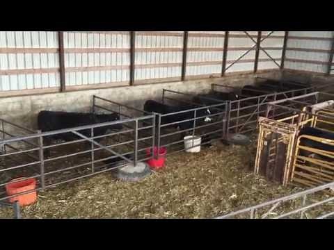 EnduraGate Setup Demonstration for Calving