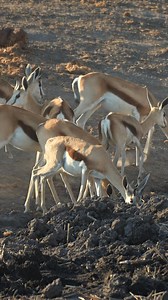 20K views · 693 reactions | A lively Springbok herd in Etosha. #namibia #etosha #springbok #safari #travel #wildlife #traveller #visitnamibia #africansafari #explore #wildlifephotography #madbookings | Madbookings - Travel Experts in Africa & Asia | Facebook