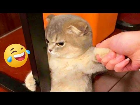 70 NEW Funniest Animals Caught on Camera (Dec 2025) | Hilarious Stories to Make You Laugh So Hard🤣🐾