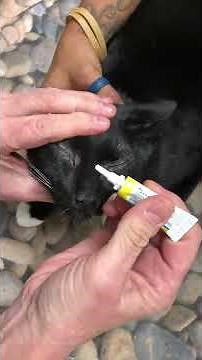 How to apply eye ointment in a cat