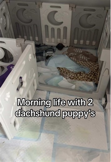 Morning With The Puppy’s #fyp #doglife #dogdad #dogsoftiktok #dogtok