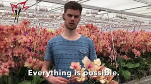 26 reactions | 4️⃣ questions for Carlo (Ichtus Flowers & Plants ) about Phalaenopsis, events, sample boxes, uniform length and transportation costs. #phalaenopsis #hilverdadeboer #supremeselections | Hilverda De Boer | Facebook