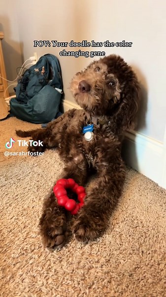 Color Changing Labradoodle: Same Dog, Different Colors