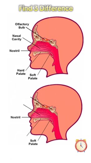 Nasal and Oral Structures || Biology || Find 3 Difference