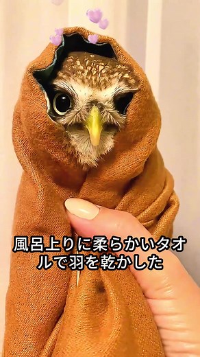 迷子の赤ちゃんフクロウを救った男性が、温かい家を与えた #ディスカバーキャンペーン #レスキュー #動物大好き #動物 #カメ #ウミガメ #動物コレクション #動物愛好家 #ペット
