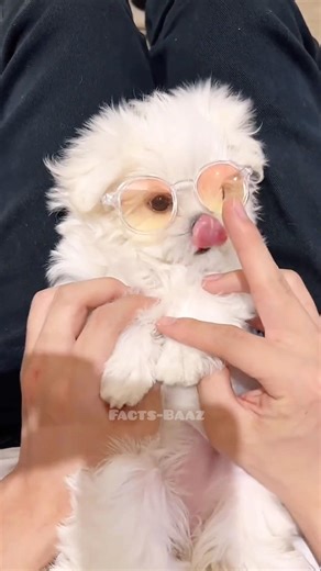 This Lonely Puppy Finally Found Her Best Friend 🐕🤝