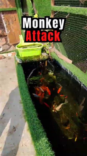 Monkey Attack #minivlog #minizoo #pets