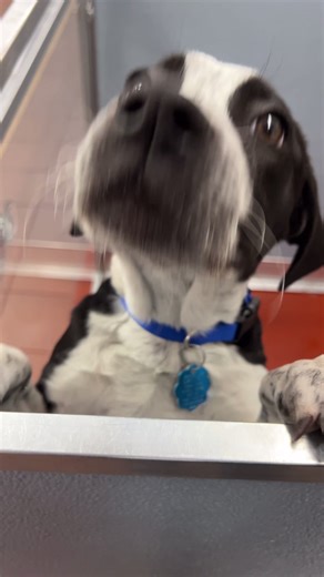 93K views · 8.8K reactions | Today is National Rescue Dog Day — a...