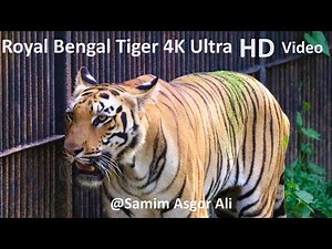 Royal Bengal Tiger Ultra HD 4K Video