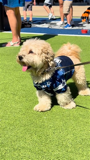 thank you @pets_first_ for the amazing gear & gifts🌟🤩 score the best pup gear in the game at a Pro Shop near you! | Dallas Cowboys Pro Shop