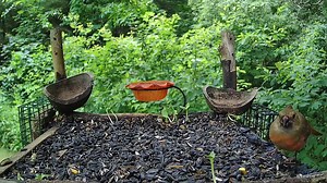 15K views · 1.9K reactions | Juvenile Male Cardinal at the feeder... Dad stops by to feed him too! Starting to see the babies out and about now <3 #birds #birdwatching #nature #fledgling #wildlife #video #photography #BirdsyCam #kalamazoo Also view on youtube at: https://youtu.be/kcMVaf8Hk80 | The Bird Perch | Facebook
