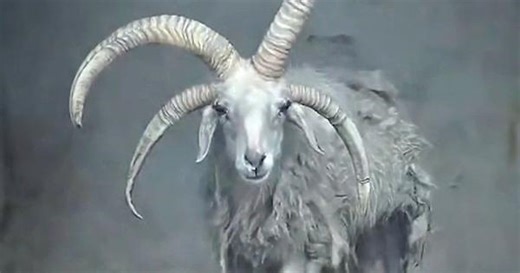 Rare four-horned goat amazes visitors at zoo