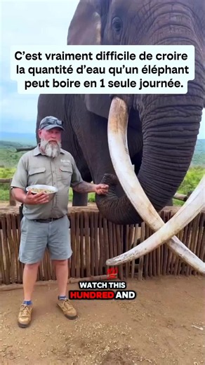 Ce vrai moment incroyable avec un éléphant sauvage