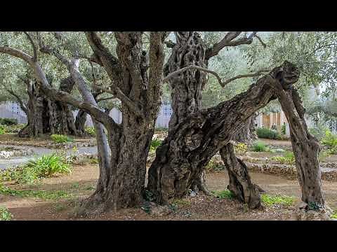The Ancient Olive Trees of Gethsemane