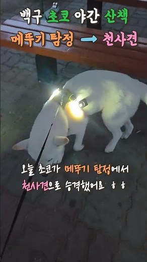 밤마다 몸에서 빛나는 강아지? 초코는 천사견 Best Dog? Korean Jindo!