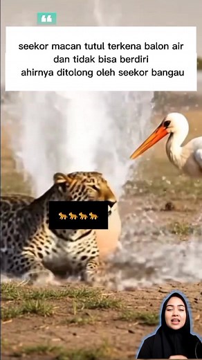 16K views · 143 reactions | A stork helps a leopard hit by a water balloon. #duniahewan #animal #viralvideo #reels | Suratmi | Facebook