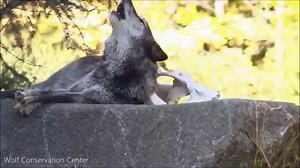 Nature is the ultimate muse. ~ Helene Grimaud #standforwolves | Wolf Conservation Center