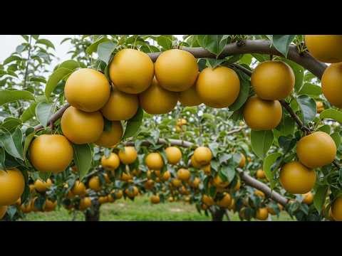 How Pear Shinseiki Are Grown in Japan | From Planting to Harvest of Giant Golden Pear Shinseiki Farm