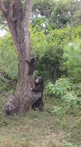 Baby Sloth bear and Mama Bear spotted @ Yala National Park - Sri Lanka #yala #yalanationalpark #yalasafari #srilanka #srilankatravel #naturetours #safaritours | Green Holiday Centre | Facebook
