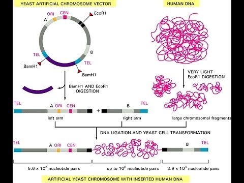 Yeast artificial chromosome (YACs)