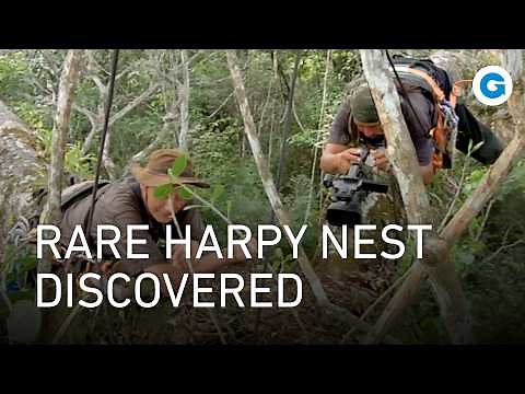 Into the Deep Guyana Jungle: The Harpy Eagle