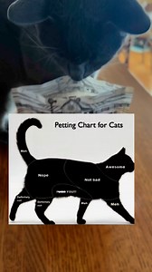 Petting chart for 🐈‍⬛ #catsofinstagram #catmomlife #catsoffacebook #catmom | purrfectinfluencer
