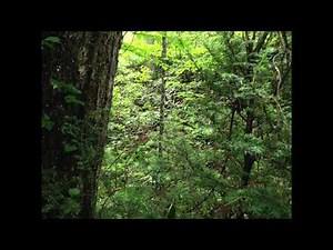 Shady Grove Songtale/Folksong with recorder harmony g-a, C-D