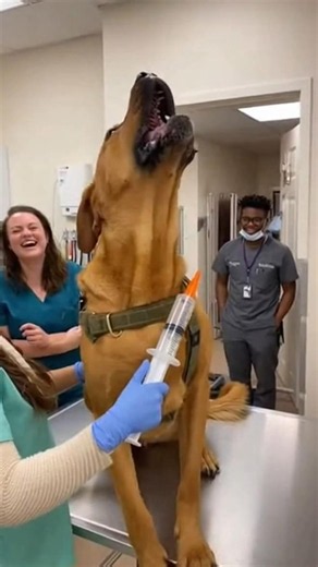 When Funny Dogs Realizing They're Going to the Vet🤣