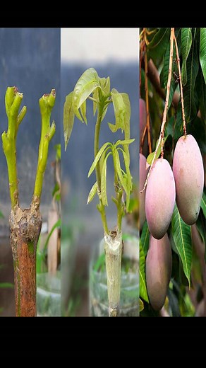Two Multi grafting On One Mango Tree | How To Graft in A Mango Tree#gardeninspiration #craftsmanship #crafty #gardenlove #gardening #fruittrees #bananagarden #gardendesign #gardenlife #garden #gardens #gardener #craft #crafts | Rana Craft